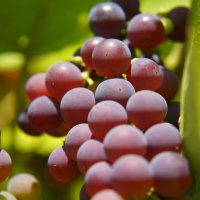 *** :: Иван Литвинов