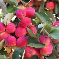 Урожай 2025 :: Любовь Сахарова