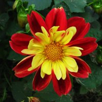 Во всей красе :: Людмила Смородинская