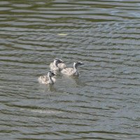 Чомга - птенцы :: Рита Симонова