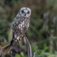 сова болотная :: юрий макаров сова болотная :: юрий макаров