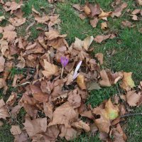 Осенний газон :: Ольга 