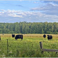 Прогулка по области. :: Валерия Комова Прогулка по области. :: Валерия Комова