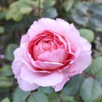 ,,, :: Сергей Тимоновский