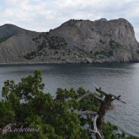 Природа Крыма :: Amazing Cosmea