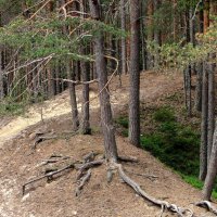 На сопках :: Александр Ильчевский 