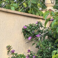 Гибискус на фоне забора :: Татьяна Михайлова