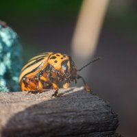 Гость из Колорадо :: Михаил Соколов