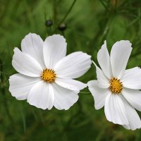 Сладкая космическая парочка :: Светлана 