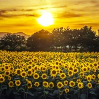 Картина японского фотографа :: Aida10 