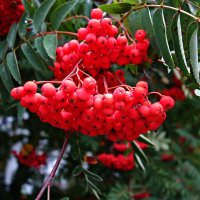 Лишь рябина горделива:  Наступил её черёд.... :: Галина 