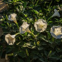 Белые :: Анатолий Чикчирный Белые :: Анатолий Чикчирный