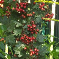 Боярышник :: Freddy 97