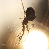 *** :: Елена Kазак (selena1965)