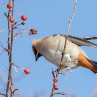Свиристель :: Виктор Иванович Чернюк