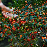 Память о летних днях. :: Author 