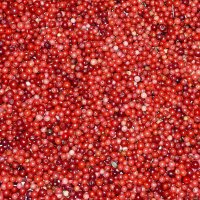 Брусничный :: Валерий Иванович