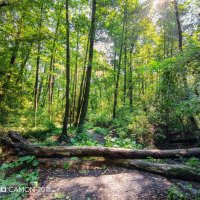 Лес :: Игорь Сарапулов Лес :: Игорь Сарапулов