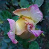 *** :: Надежда Куркина 