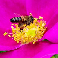 гость цветка :: Laryan1 гость цветка :: Laryan1