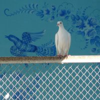 Символ мира :: Сергей Швечков