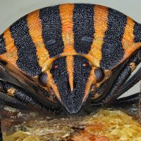 . :: Игорь Осипов