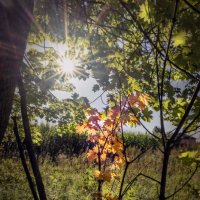 Клён :: sorovey Sol