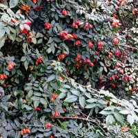 Шиповник нынче уродился... :: Александр Чеботарь