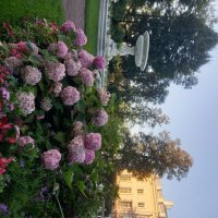 Гортензия :: Сапсан 