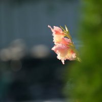 *** :: Иван Литвинов