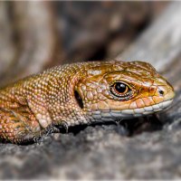 *** :: Олег Алексеев