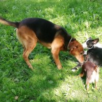 Знакомство :: Ольга Довженко Знакомство :: Ольга Довженко