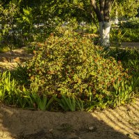 Шиповник :: Анатолий Чикчирный