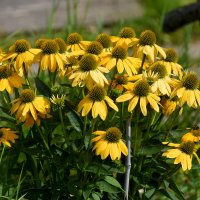 Лето в Ботаническом... Август. :: Наташа ***** Лето в Ботаническом... Август. :: Наташа *****