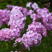 Лето в Ботаническом... Август. :: Наташа *****