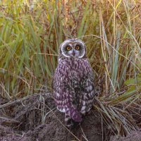 птенец болотной совы :: юрий макаров птенец болотной совы :: юрий макаров