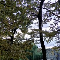 Небольшие сюжеты из вечерней прогулки за город... :: tatyana 