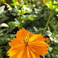 Космея серно-жёлтая :: Giant Tao /