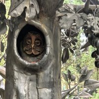 Дупло :: Татьяна Михайлова