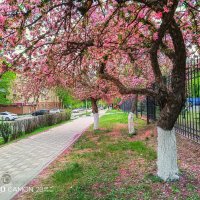 Цвет весны :: Игорь Сарапулов Цвет весны :: Игорь Сарапулов