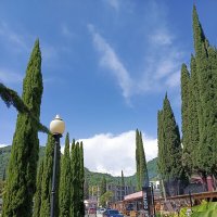 Кипарисы :: Татьяна Пальчикова