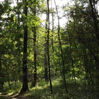 Прогулка в лесу... :: Freddy 97