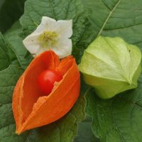 3 стадии физалиса :: Freddy 97 3 стадии физалиса :: Freddy 97