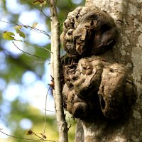Лесовичек  призывает -берегите лес ! :: Валерий 