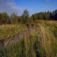 "По высокой траве у речки"© :: Владимир Макаров