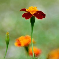 Бархатцы :: Геннадий Супрун