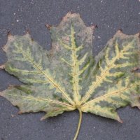 Кленовый листочек :: Дмитрий Никитин Кленовый листочек :: Дмитрий Никитин