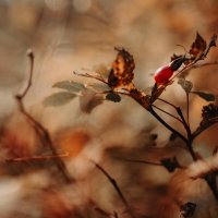 Шиповник обыкновенный. :: Вячеслав Владимирович