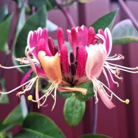 Цветок :: Наталья 