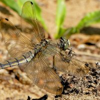 Природа конца лета 12 :: Александр Прокудин Природа конца лета 12 :: Александр Прокудин